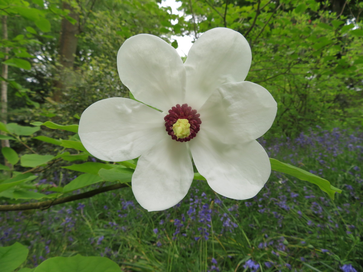 sieboldii